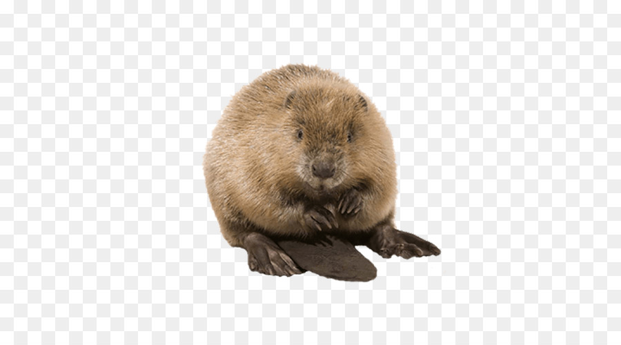 Beaver ClipArt - rimanere fresco beaver