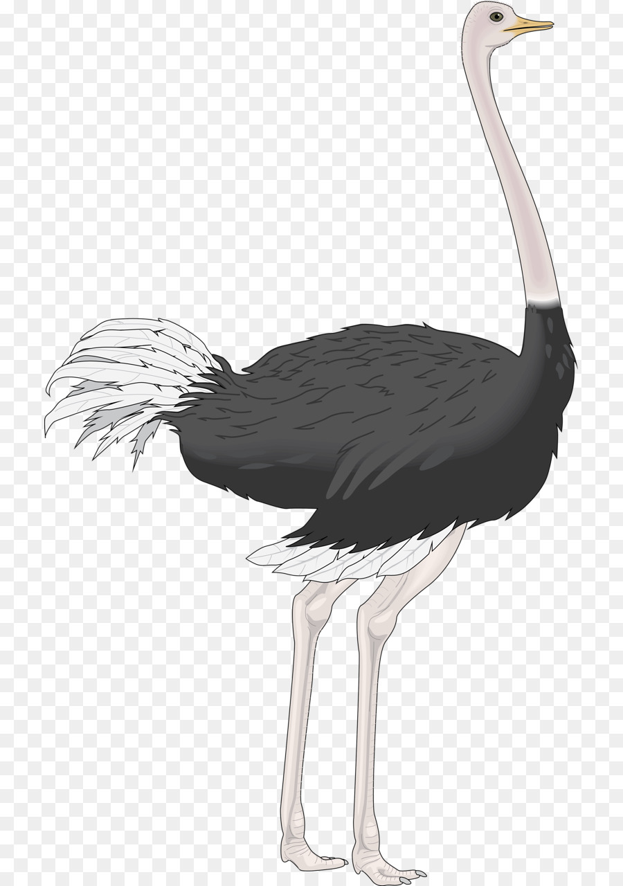 Häufige Strauß-Vogel Clip-art - Strauß
