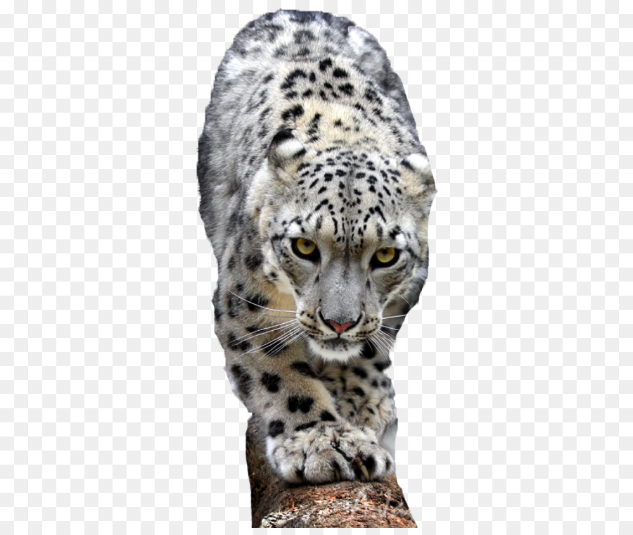 Snow leopard Leone, Ghepardo, Tigre - Passare a snow leopard