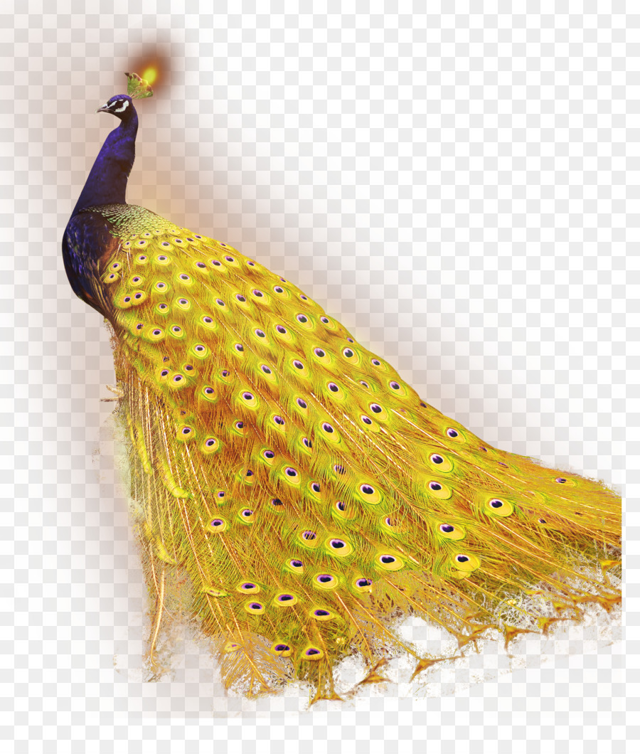 Tải Về Công - vàng peacock