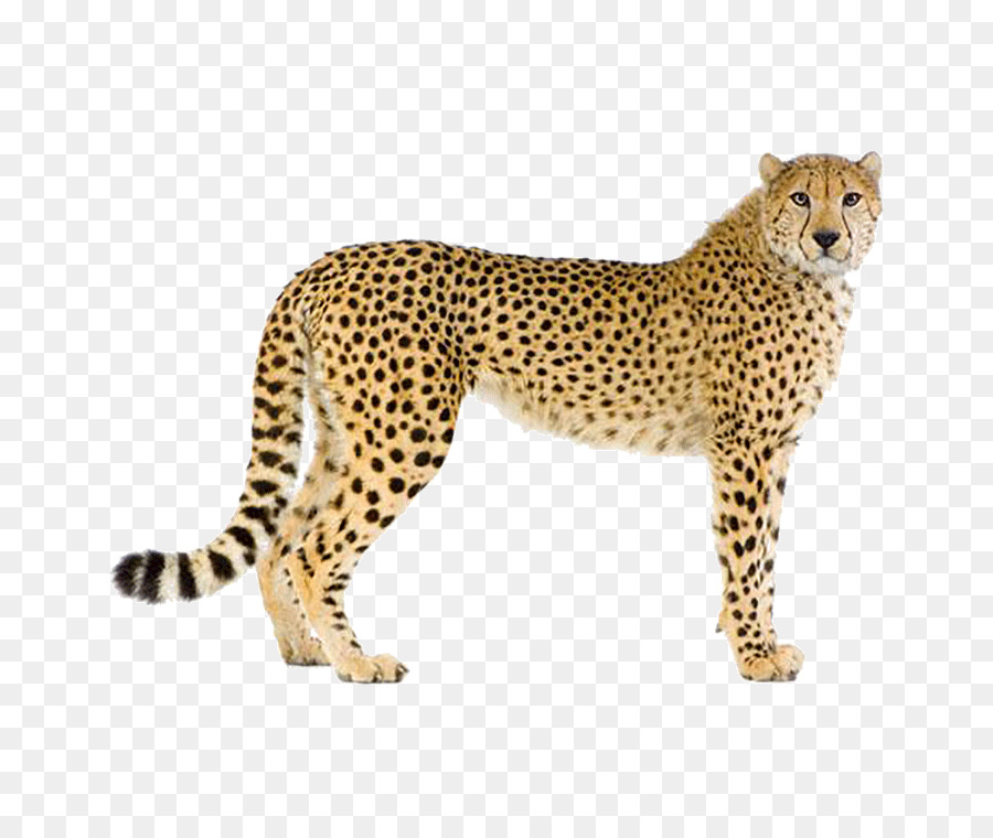 Cheetah Leopard Cougar fotografia Stock - leopardo