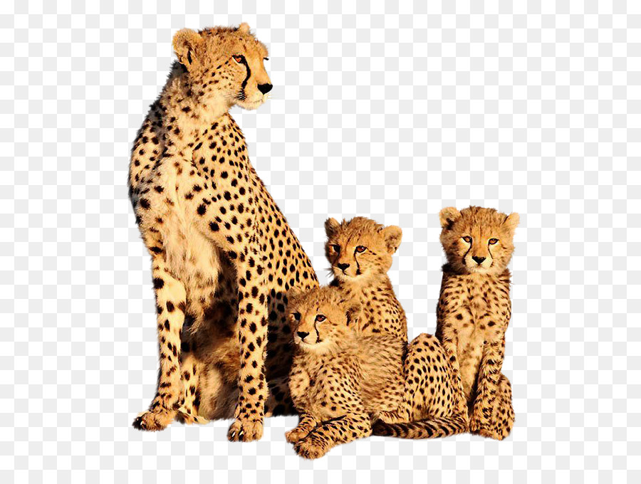 Báo Cheetah Phim Động Vật YouTube - Một con báo