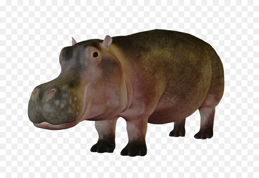Con hà mã lùn Gấu trình Bày - Đáng Yêu Hippo
