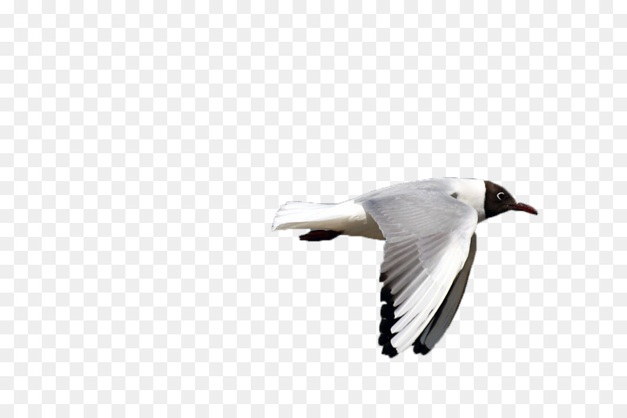 Gabbiani Uccello D'Oca Volo - Gabbiano Bianco