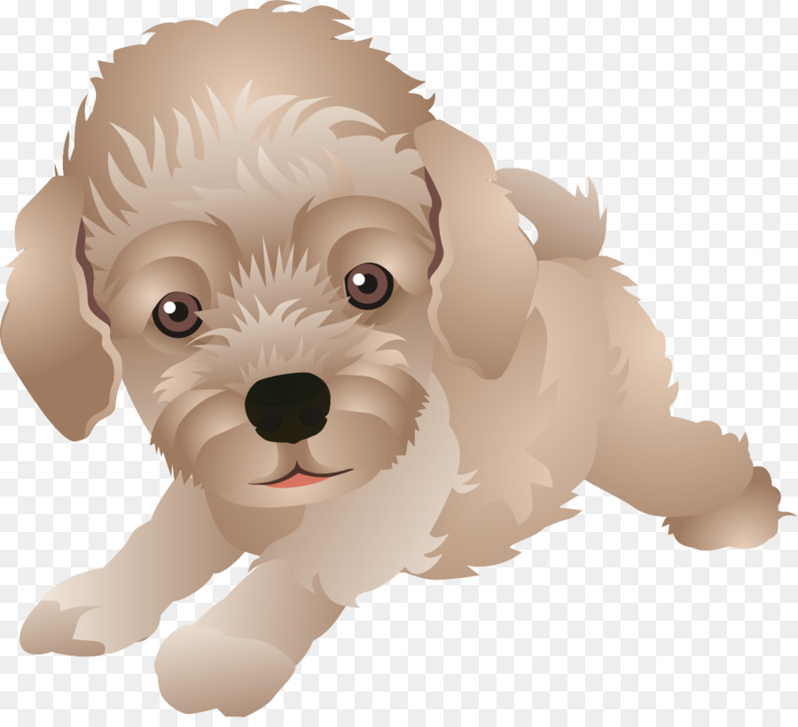 Maltese cane Schnoodle Cockapoo Havanese Goldendoodle - cartone animato