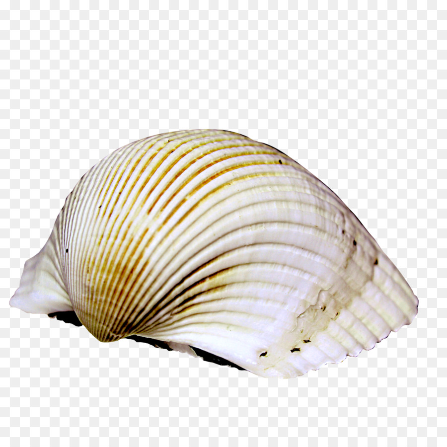 Cockle lumaca di Mare Icona - conchiglia