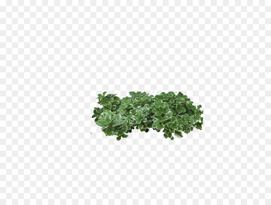 Baum-Strauch-clipart - Green bush