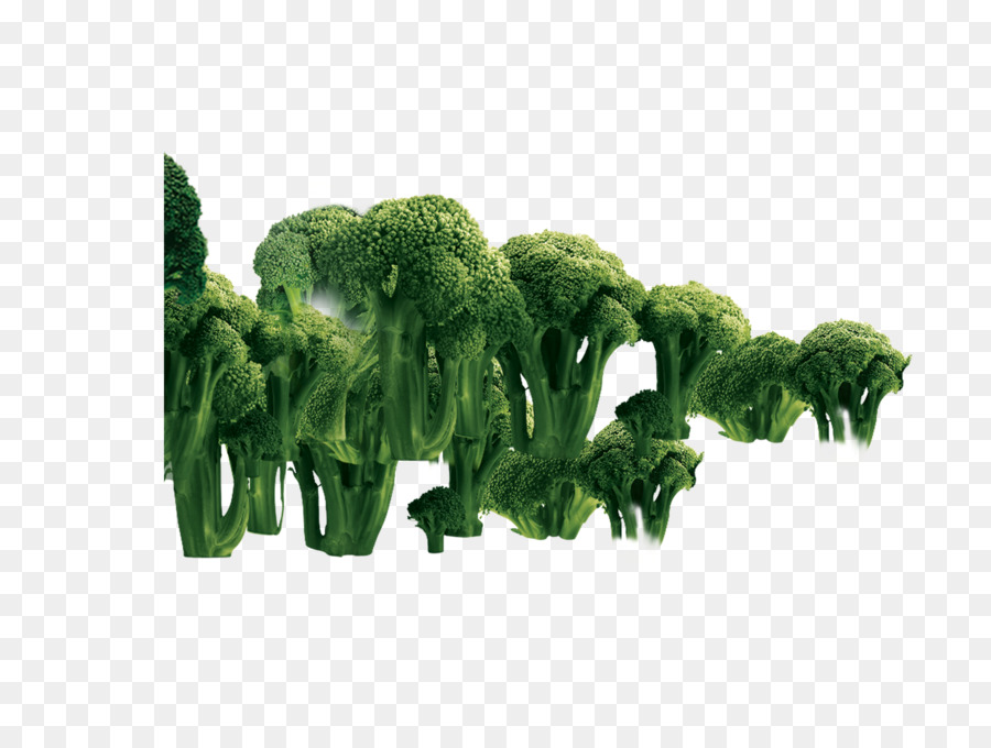 Brokkoli-Gemüse - Brokkoli