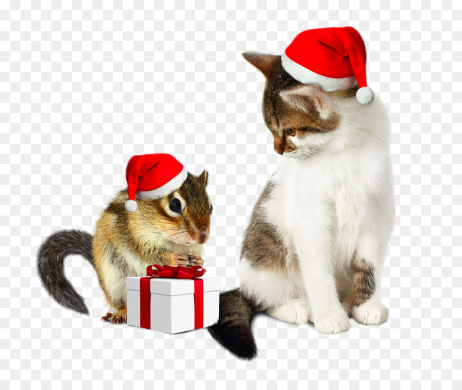 Santa Claus Eichhörnchen, Weihnachten, Humor, Katze - Wearing Christmas hats-Tom und Jerry