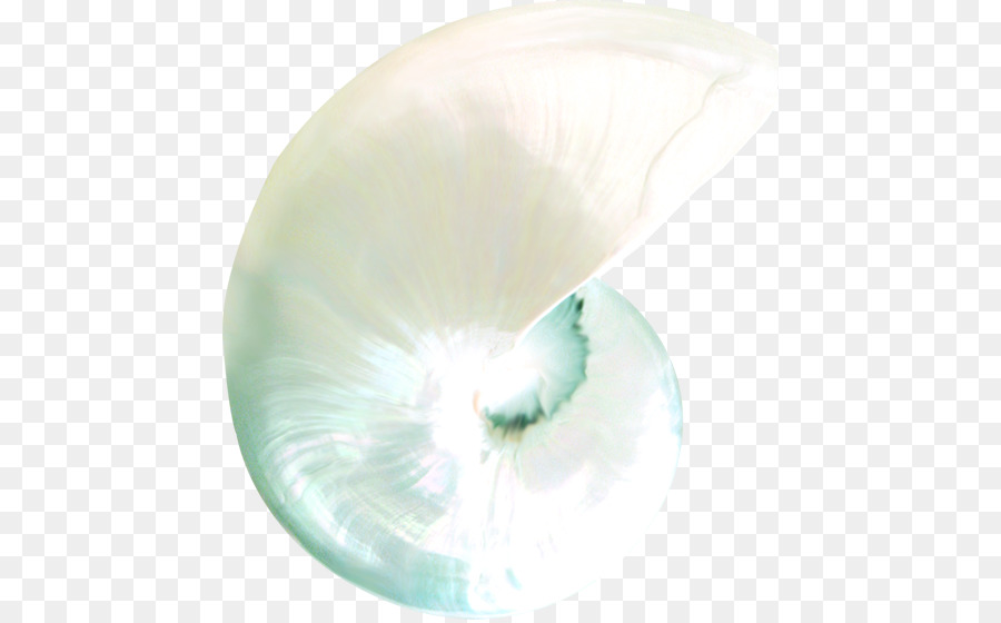 Seashell Nautilida
