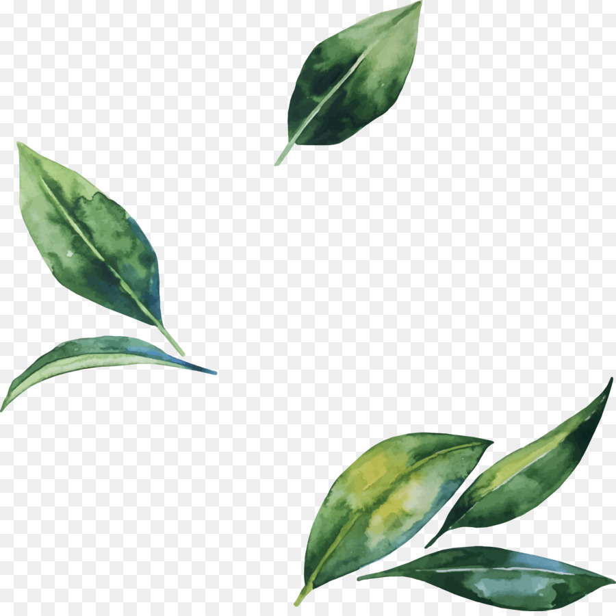 Foglia, Fiore, Illustrazione - Acquerello dipinto a mano di foglie