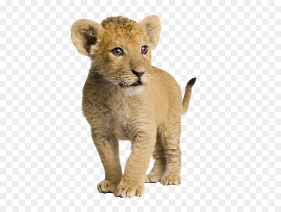 Leone Neonato Carineria Carta Da Parati - Carino piccolo leone