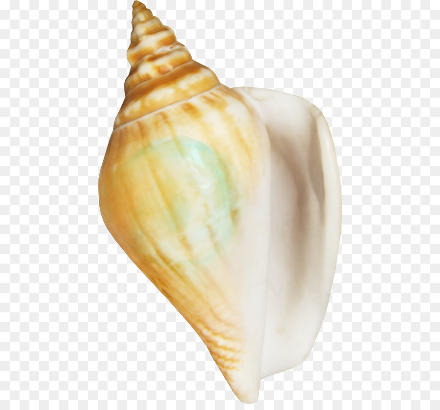Meeresfrüchte-Muschel Conchology Clip-art - shell