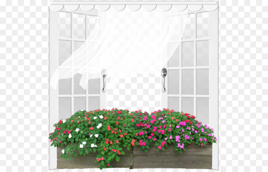 Wachsen Licht Blüte Zierpflanze - Weiße Fenster