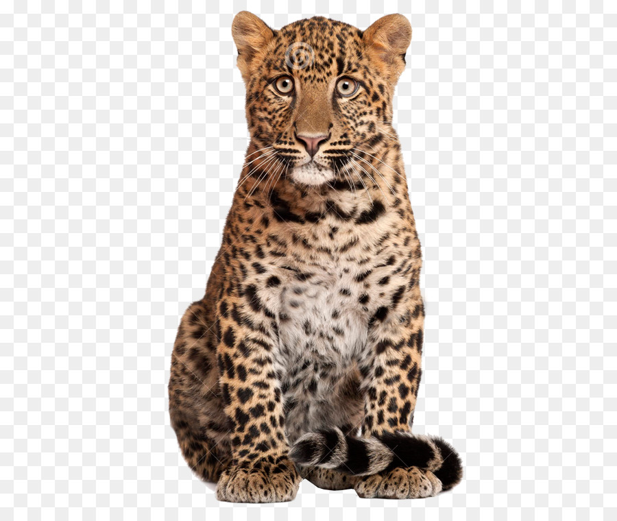 Leopard fotografia di Stock Shutterstock - leopardo