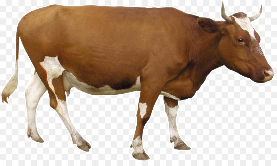 Rinder Milchkühe - Braune Kuh
