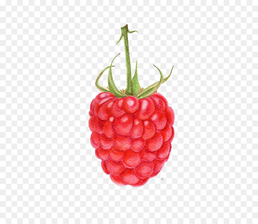 Himbeer-Erdbeer-Frucht-Zeichnung-Aquarell-Malerei - Himbeere