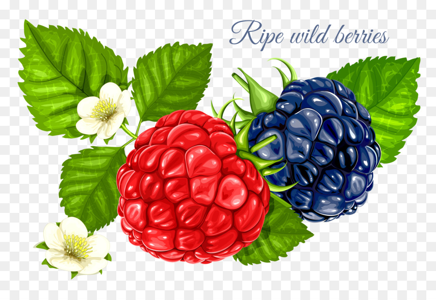 Beeren Red raspberry Clip art - Himbeere