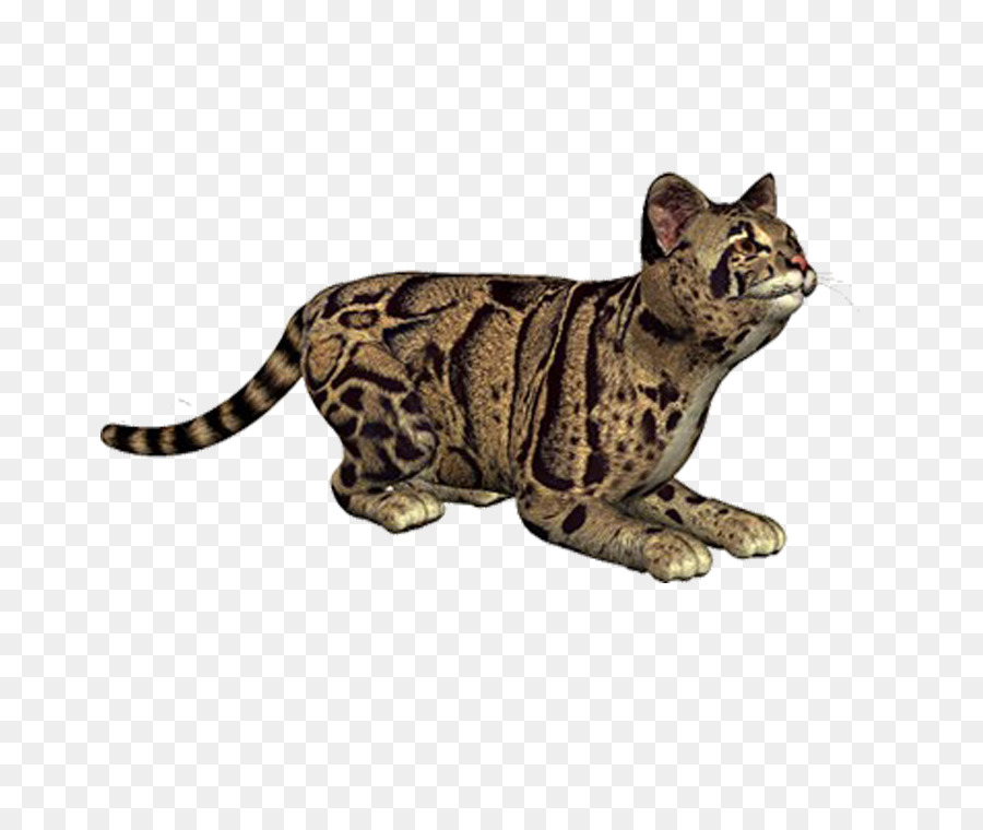 Drago Li gatto del Bengala California Spangled Ocicat Sokoke - leopardo