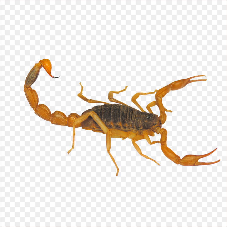 Scorpion Yimeng núi Côn trùng Mesobuthus martensii Hàng - bọ cạp