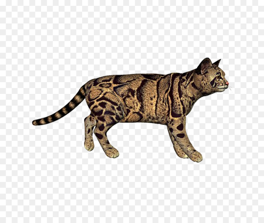 Bengal mèo Hổ Báo mèo á Âu mèo rừng - báo