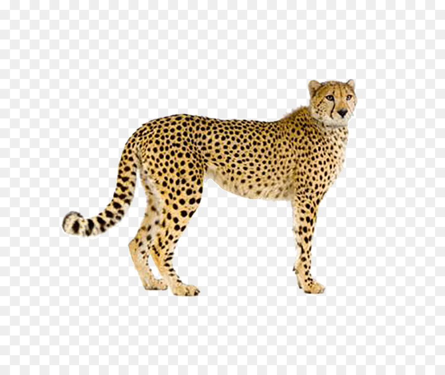 Cheetah Leopard Felidae fotografia Stock - leopardo