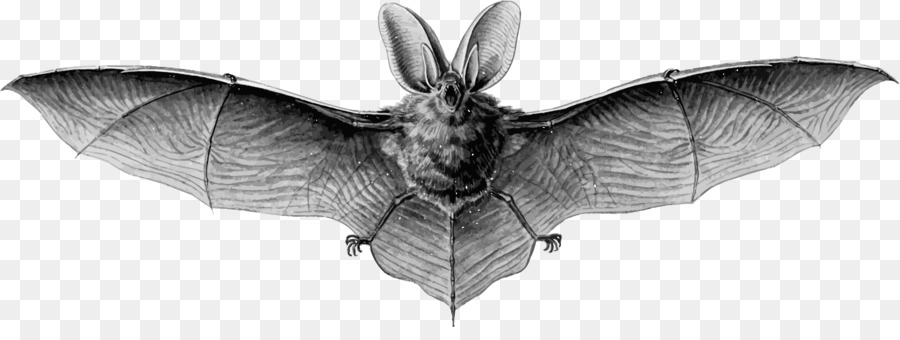 Megabat Disegno, Illustrazione - Bat Vettoriale