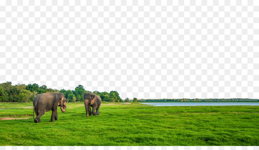 Sri Lanka Oceano Indiano raid Congee Cavallo - attrazioni famose in sri lanka