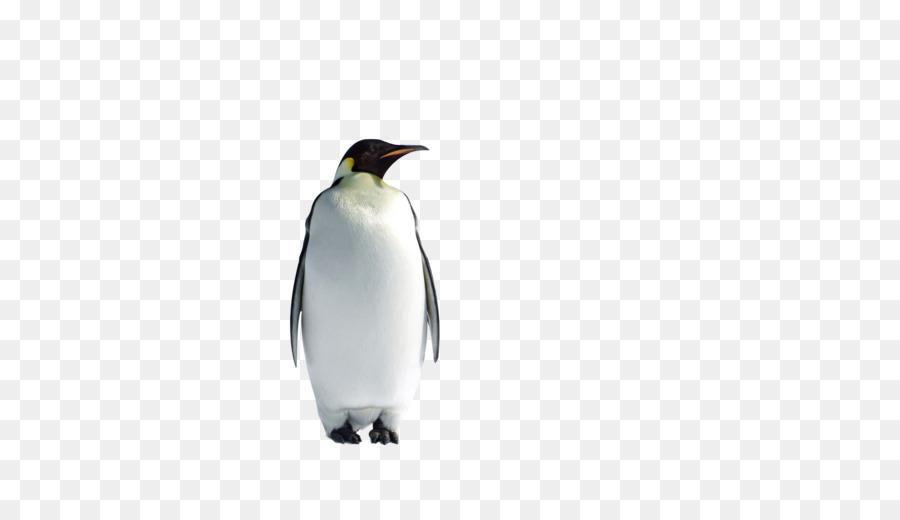 King penguin P ist Für die Pinguine Glücklich Flappy Füße: Pinguine Kinder-Bücher - Pinguin