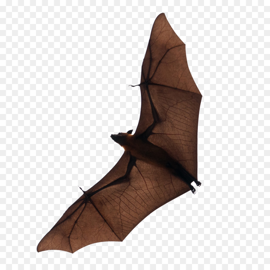 Bat Volo Download - pipistrello