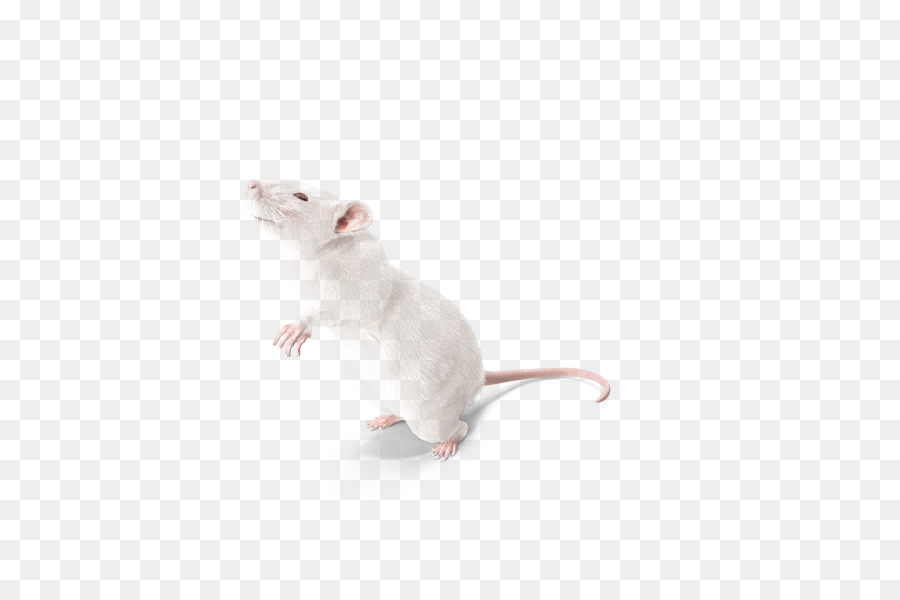 Laboratorio di ratto Topo Gatto Baffi - Meng Meng ratti sperimentali