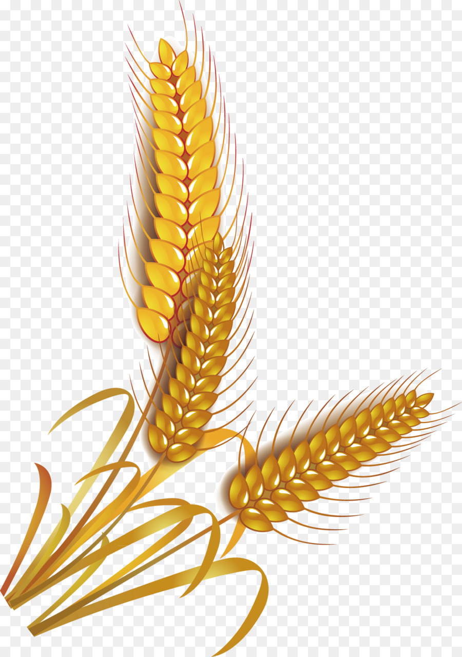 Weizen-Reis-Getreide-Vollkorn-clipart - Reis Vektor