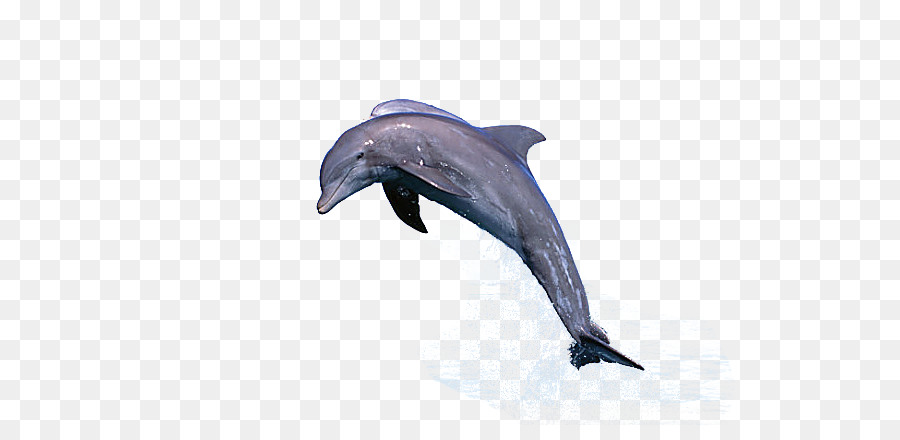 Common bottlenose dolphin Jumping Cetacea Schweinswal - Delphin