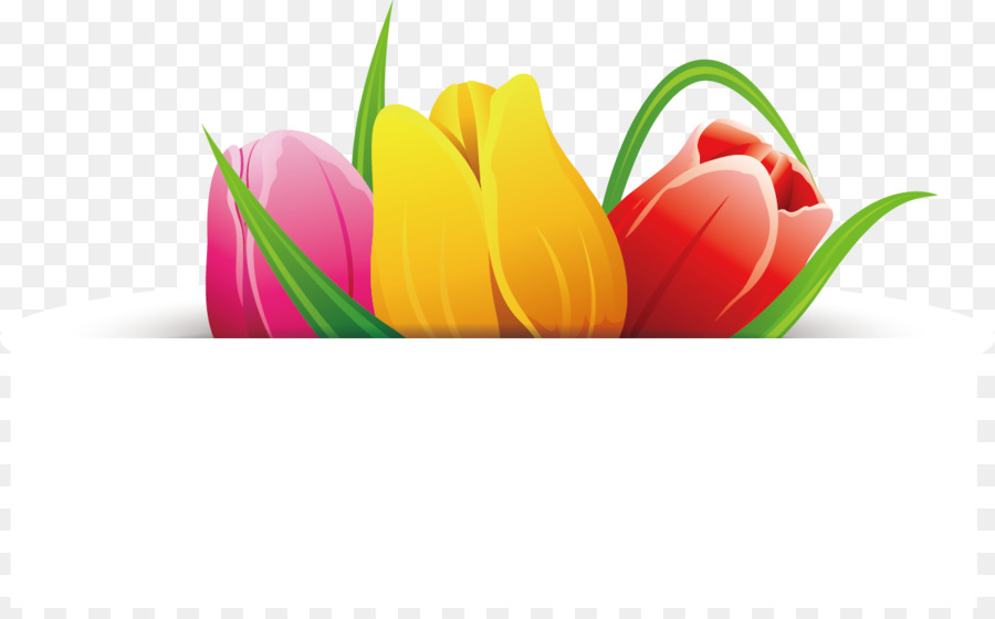 Hoa Tulip - Tulip