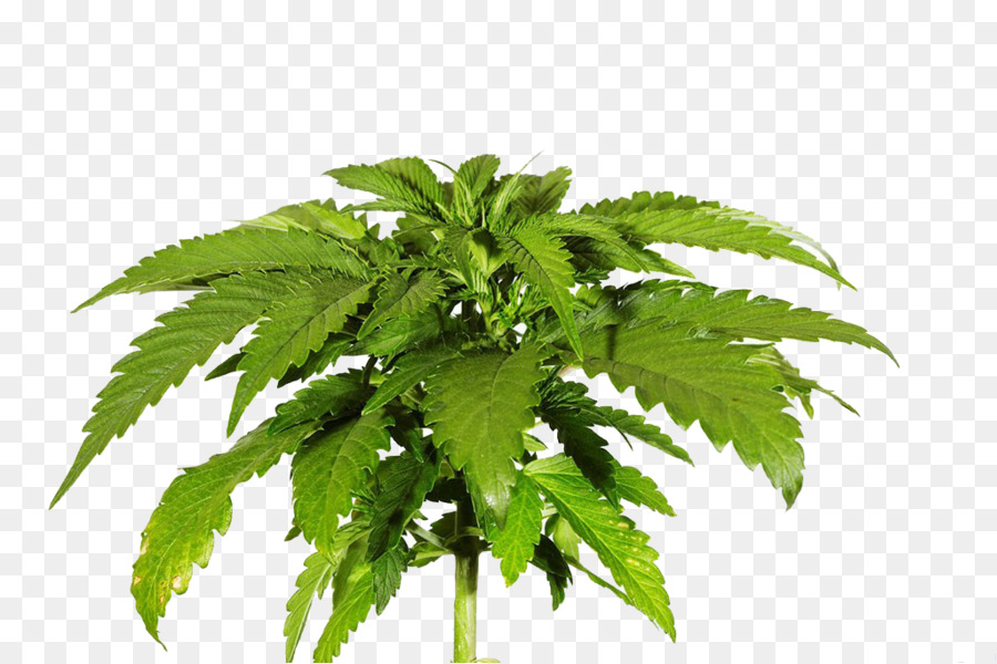 Cannabis sativa Skunk Fotografia - cannabis foglie di fotografia