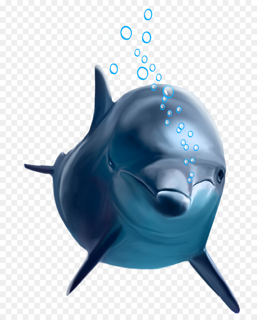Common bottlenose dolphin - Delphin