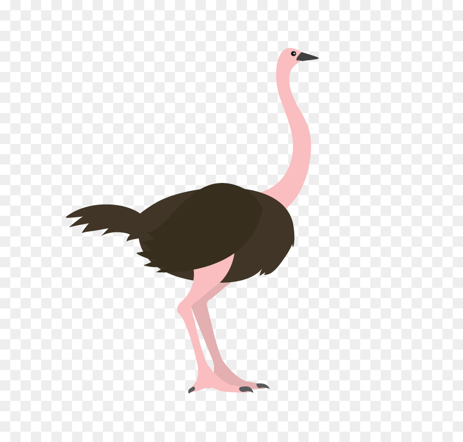 Common ostrich Vogel Tier - Strauß