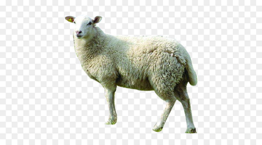 Giống Dê Áo Len liên kết ngoài - cừu