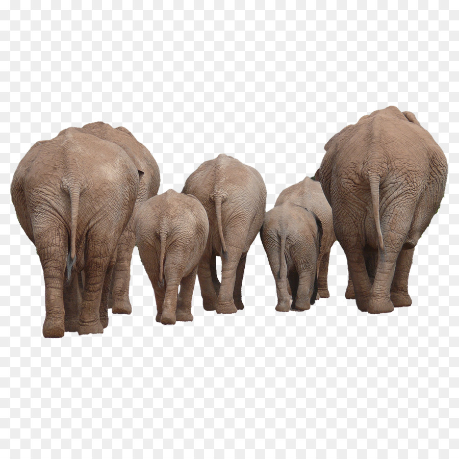 Elefante africano elefante Indiano Clip art - Elefanti indietro