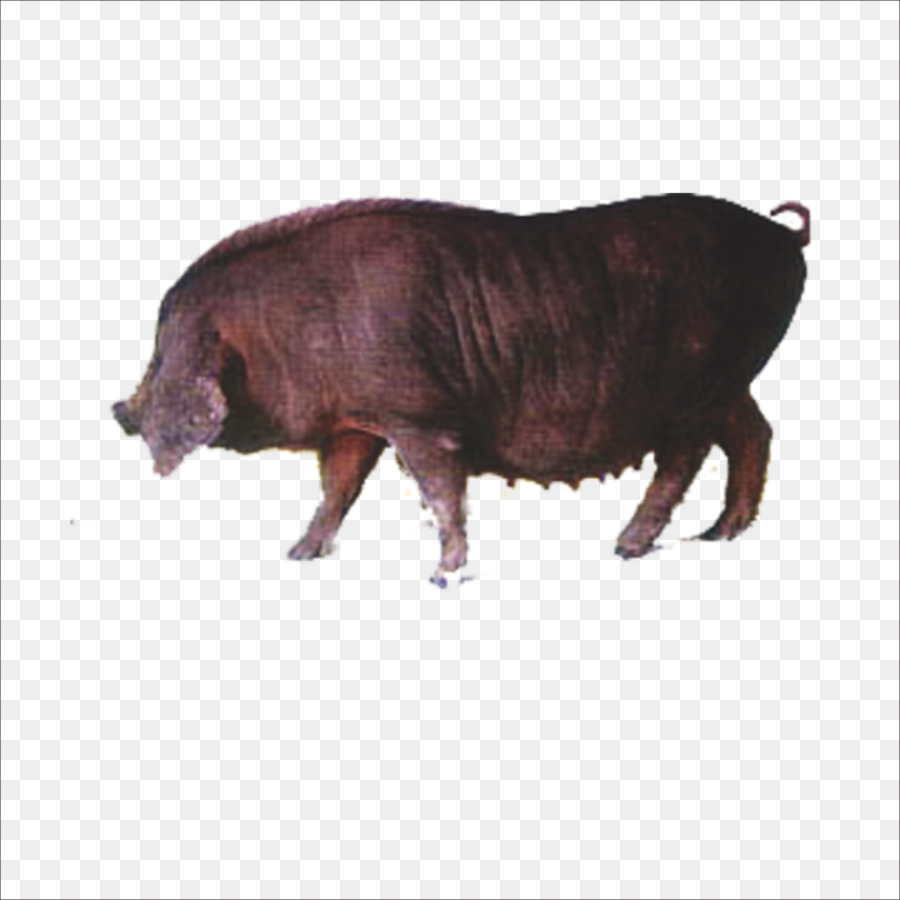 Wildschwein-Symbol - Eber