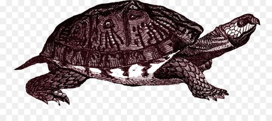 Comune di snapping turtle tartaruga scatola Orientale Clip art - Casella di Tartaruga PNG Clipart