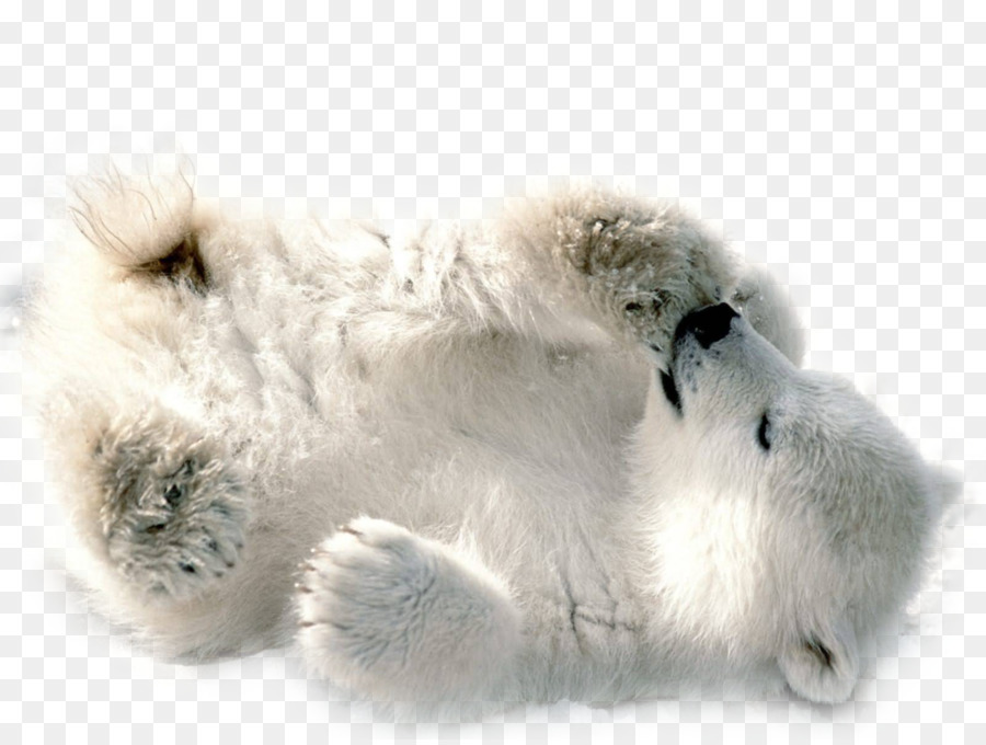 Orso polare Clip art - Orso polare PNG Immagine Trasparente