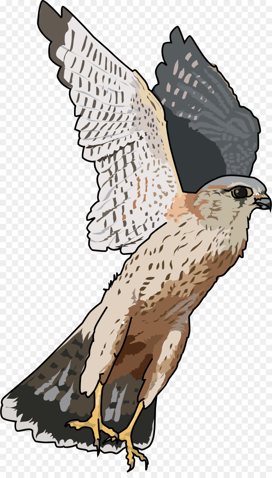 Falcon Clip art - Falcon PNG Trasparenti