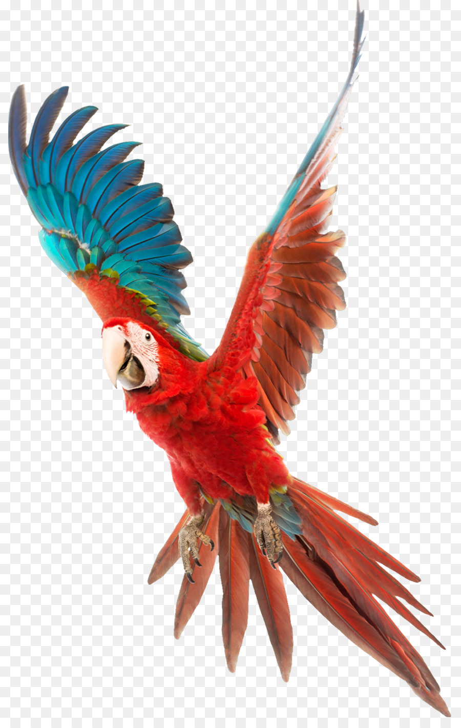 Uccello Pappagallo scheda Video Clip art - pappagallo