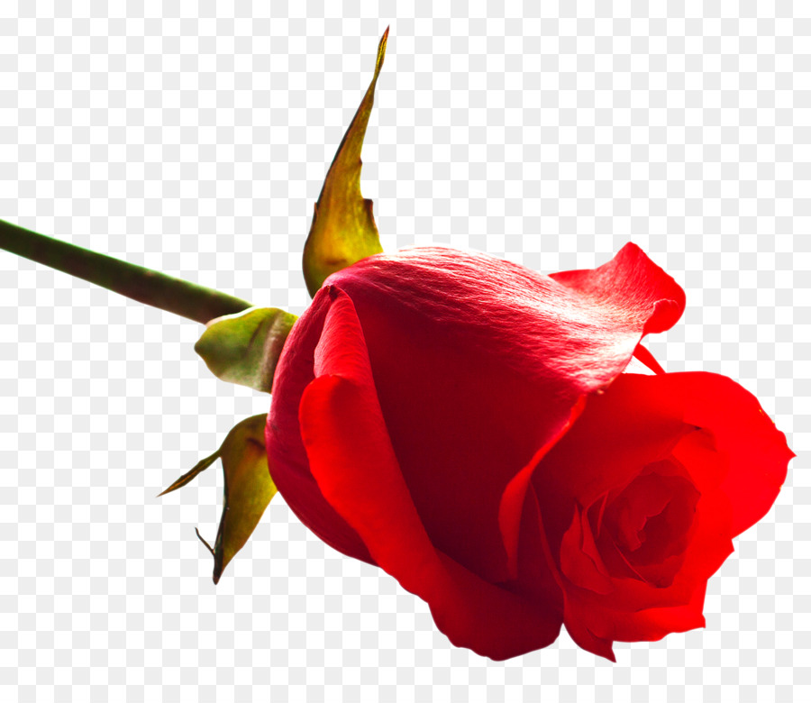 Tải về Rose Clip nghệ thuật - Hoa hồng