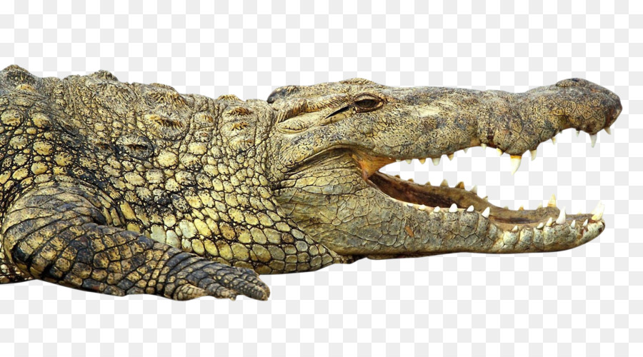 Nile cá sấu - cá sấu