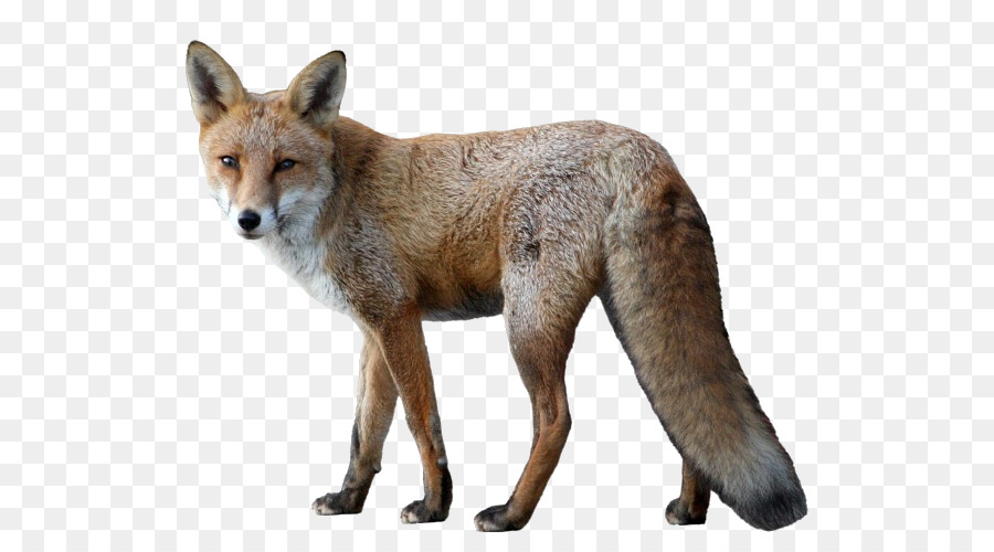 Fox-Tier-Hund - Fuchs little fox