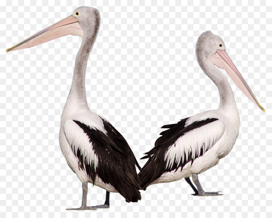 pelican con chim