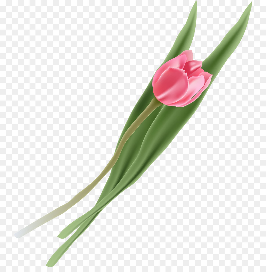 fiore di tulipano - Tulipano