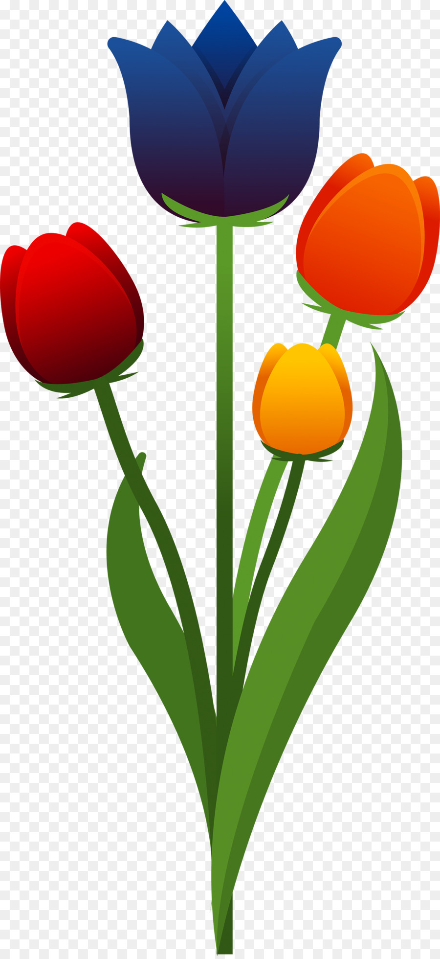 Tulpe Blume - Tulip